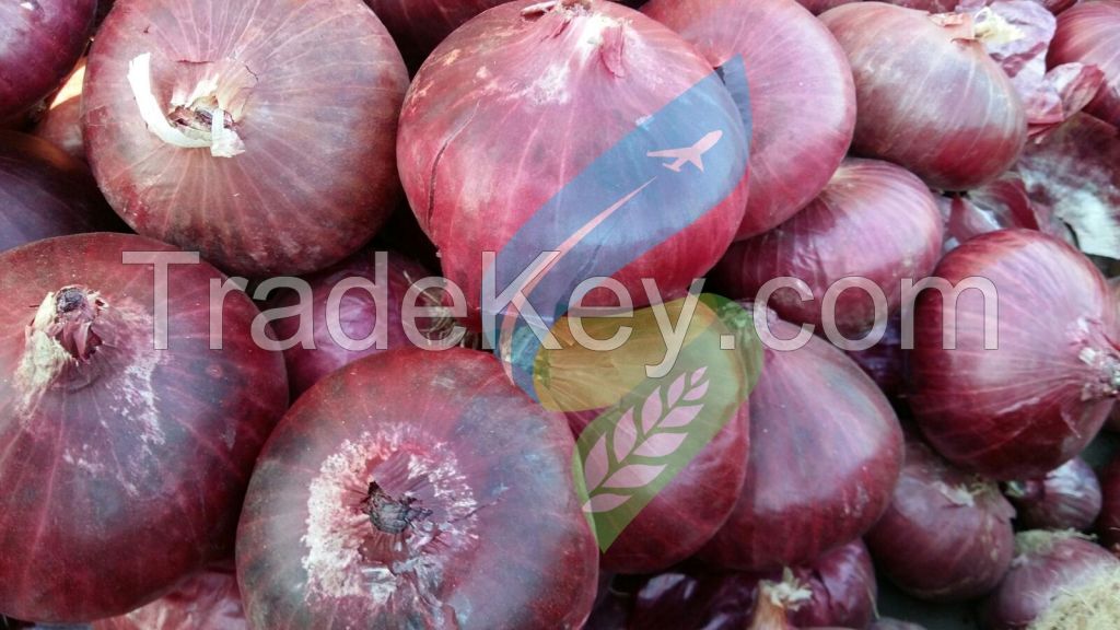 Exporters Fresh Indian Onion