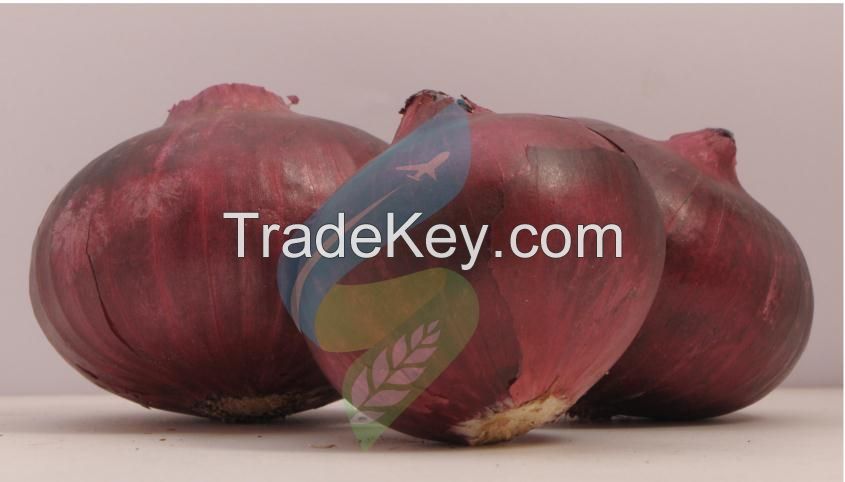 Growers & Exporters of Indian Fresh Red Onion