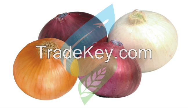 Producer &amp; Exporters of Fresh Onion from India