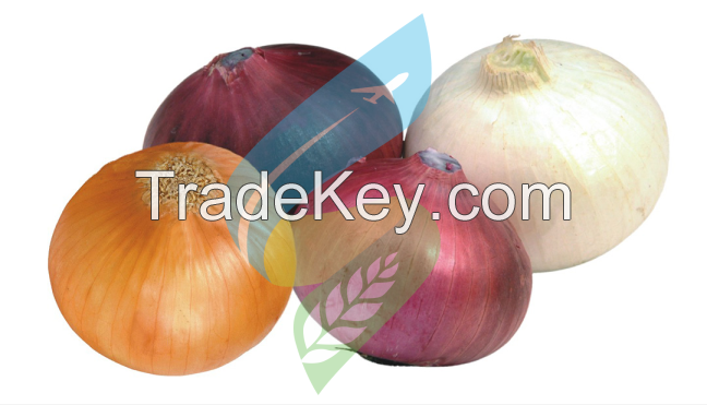 Producer & Exporters of Fresh Onion from India