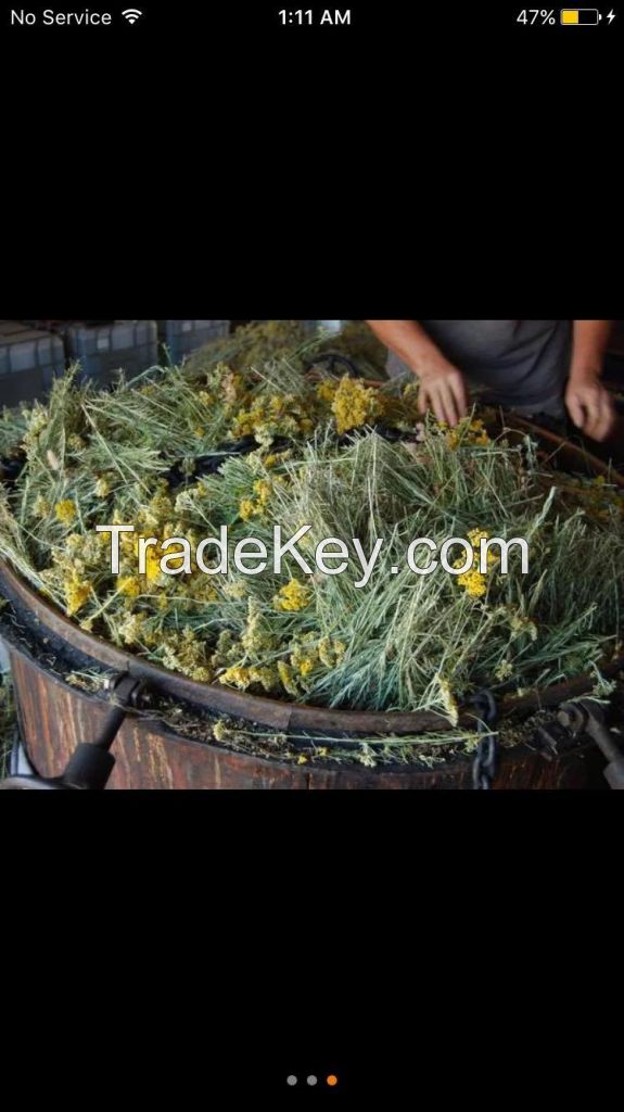 Helichrysum Italicum essential oil 