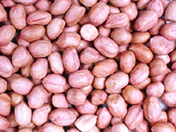 Peanut Kernels in Red Skin
