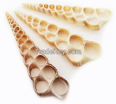Cut Sea shell slices