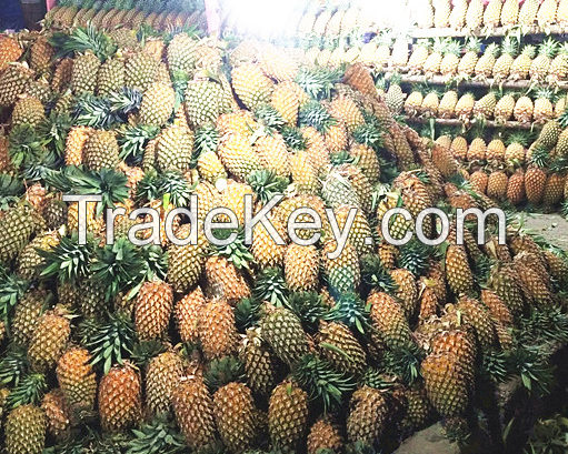 Fresh Sumatra Pineapple