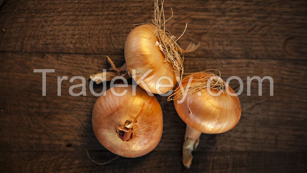 Fresh Onion from Northern Part of Nigeria