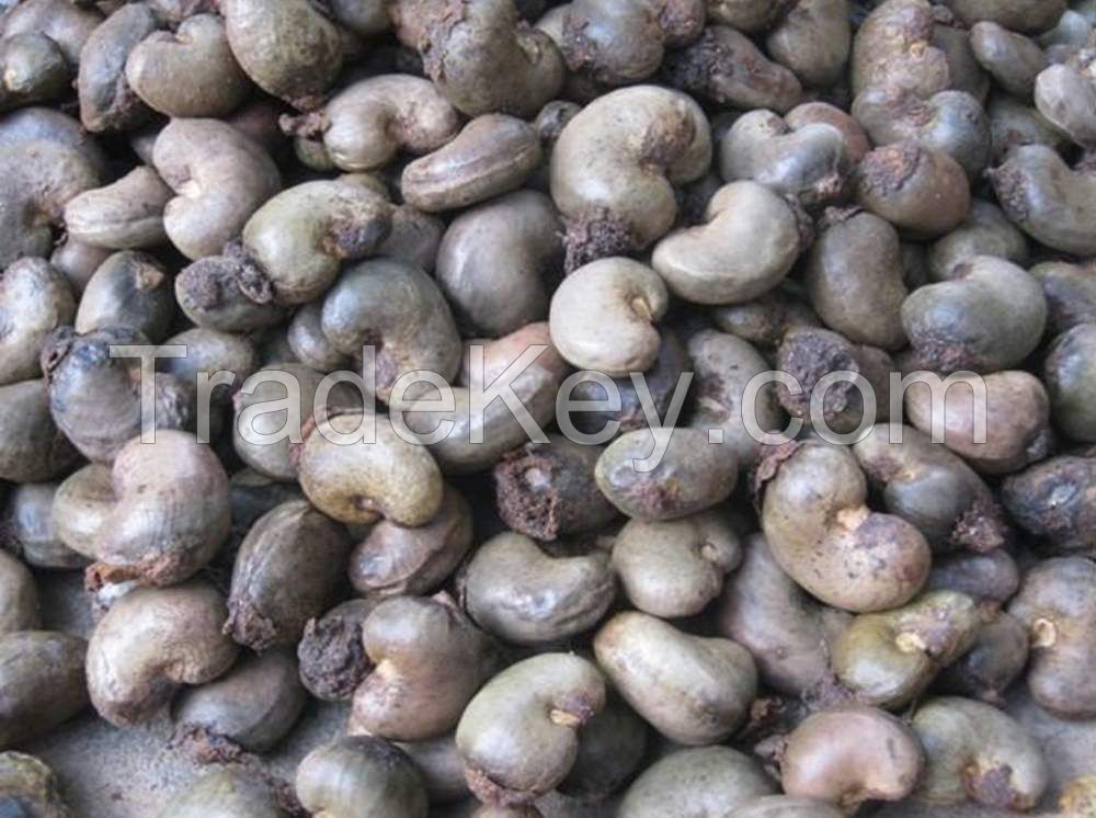 Raw Cashew Nuts in Jute Bag Packiing