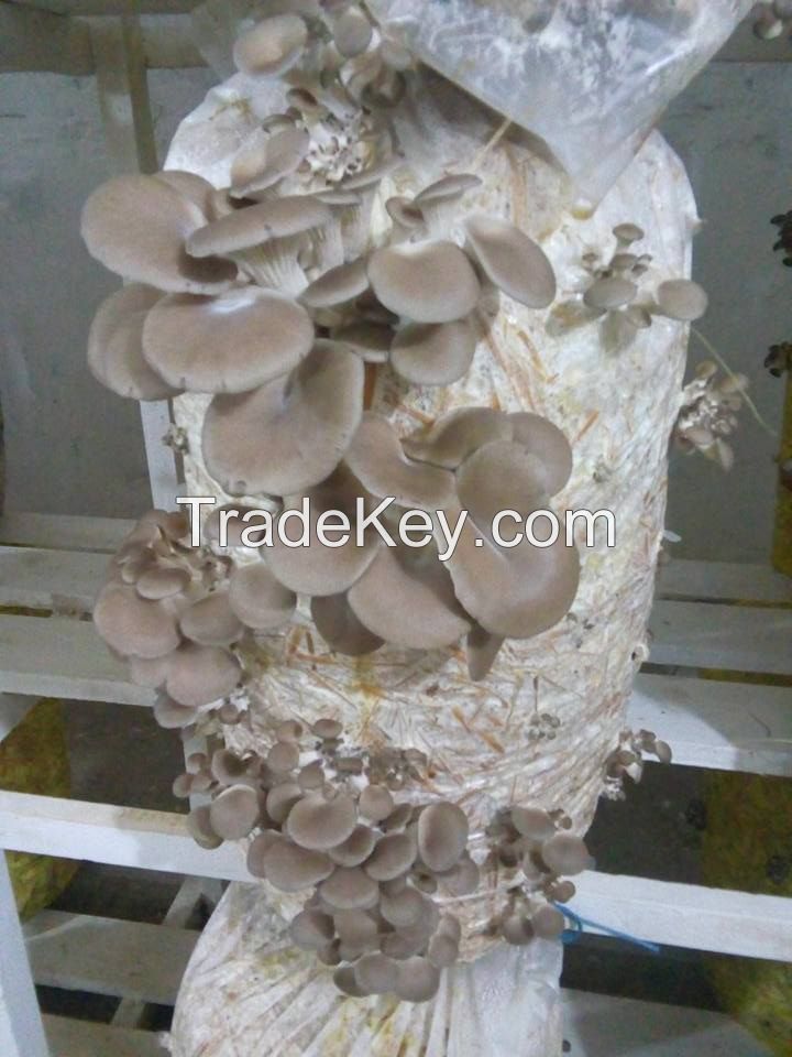 Moravska Bukovaca (Oyster Mushroom)
