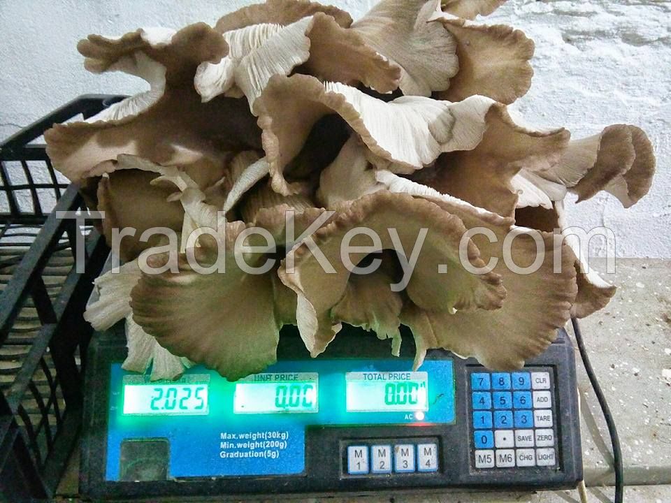 Moravska Bukovaca (Oyster Mushroom)