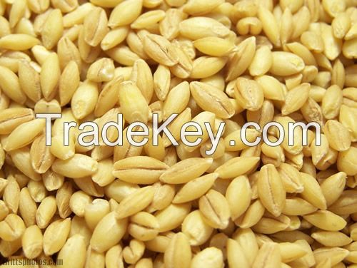 Red Millet, Yellow Millet, Hulled Millet, Buckwheat, Roasted, Wheat, Corn, Barley