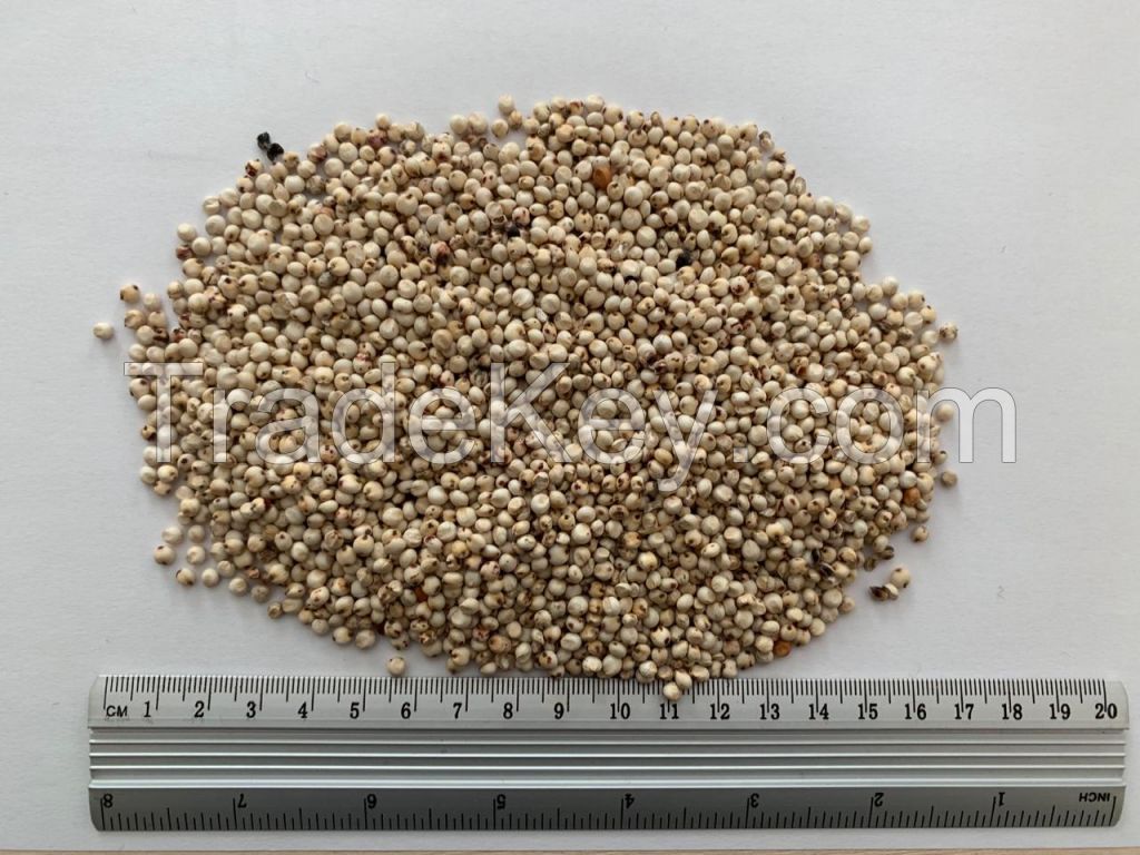 White Sorghum