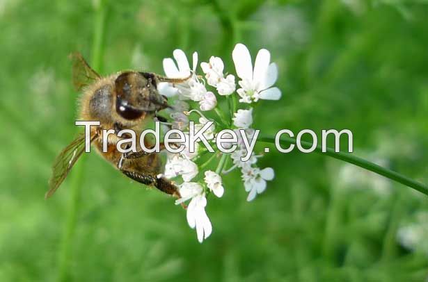 Coriander  honey
