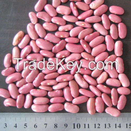 Light Red Kidney Bean