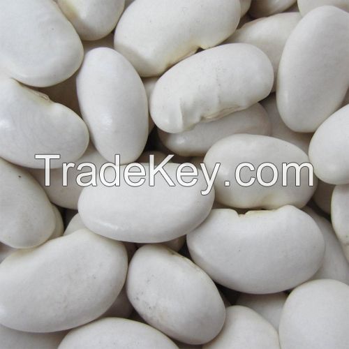 Large white bean