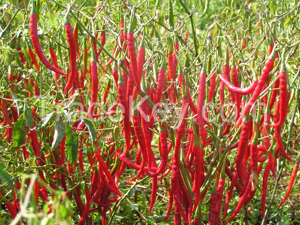 Dry Red Arbol chilli