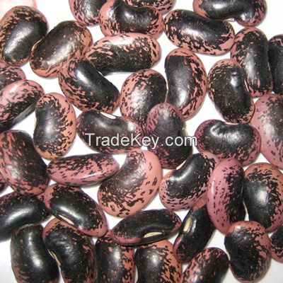 Large black speckled kidney bean