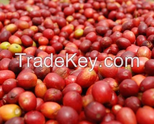 rwanda rare  arabica or robusta coffee 