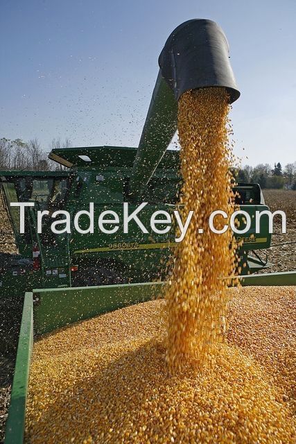 Corn feed animal