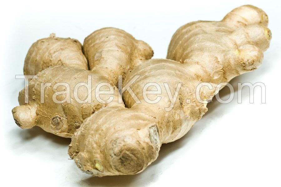 Fresh Indian Ginger