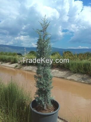 Arizona Cypress Tree Seedlings and Trees