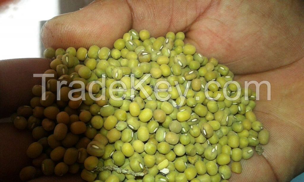 Mung beans - Madagascar Origin - Crop 2017