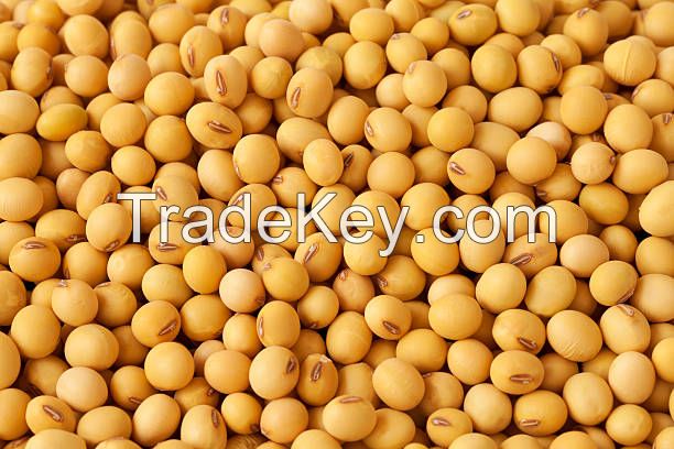 Soybean