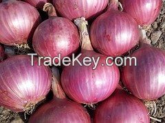 Fair Play fresh red onion