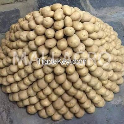 Kufri Pukhraj / Badshah Potatoes