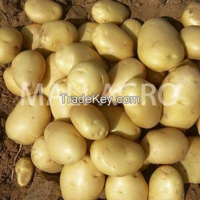 Indian Fresh Potatoes