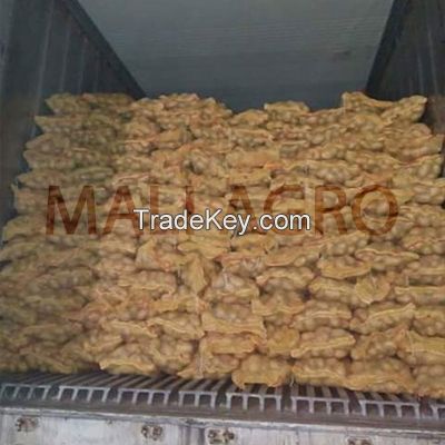 Kufri Pukhraj / Badshah Potatoes