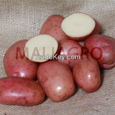 Lady Rosetta Potatoes