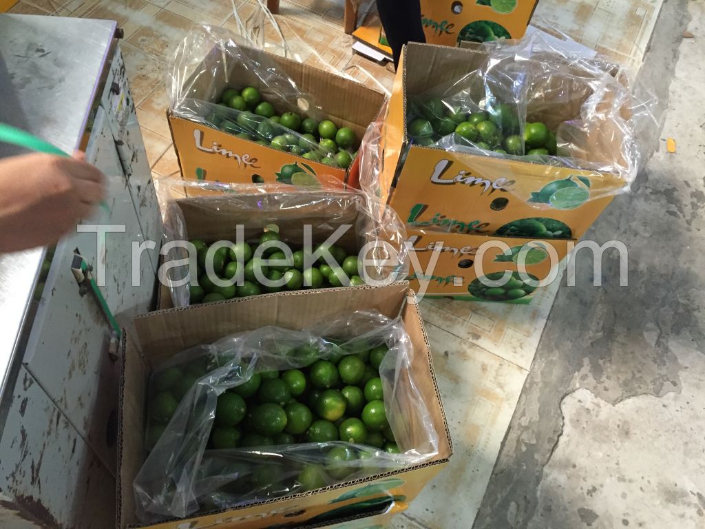 Fresh Seedless Lime