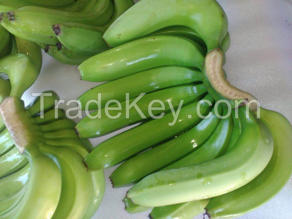 Fresh Cavendish Banana