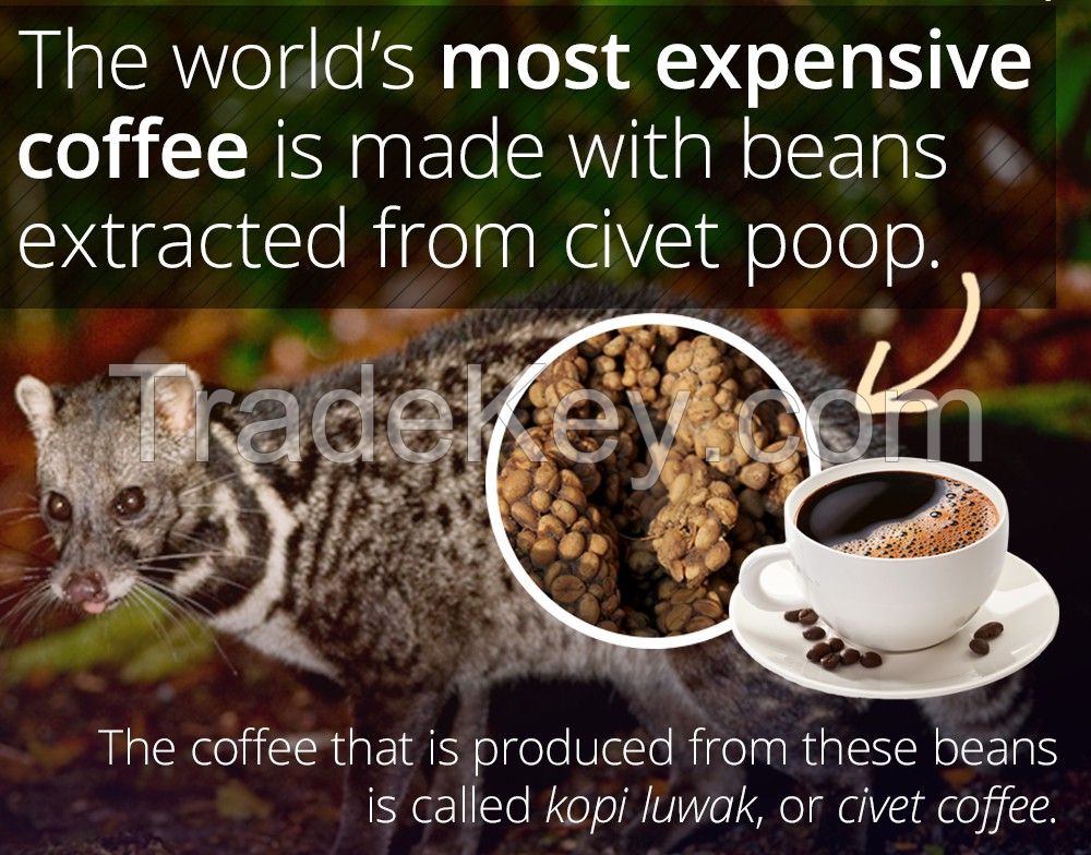 Civet coffee price per cup