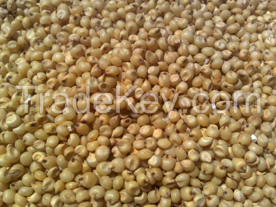 sorghum