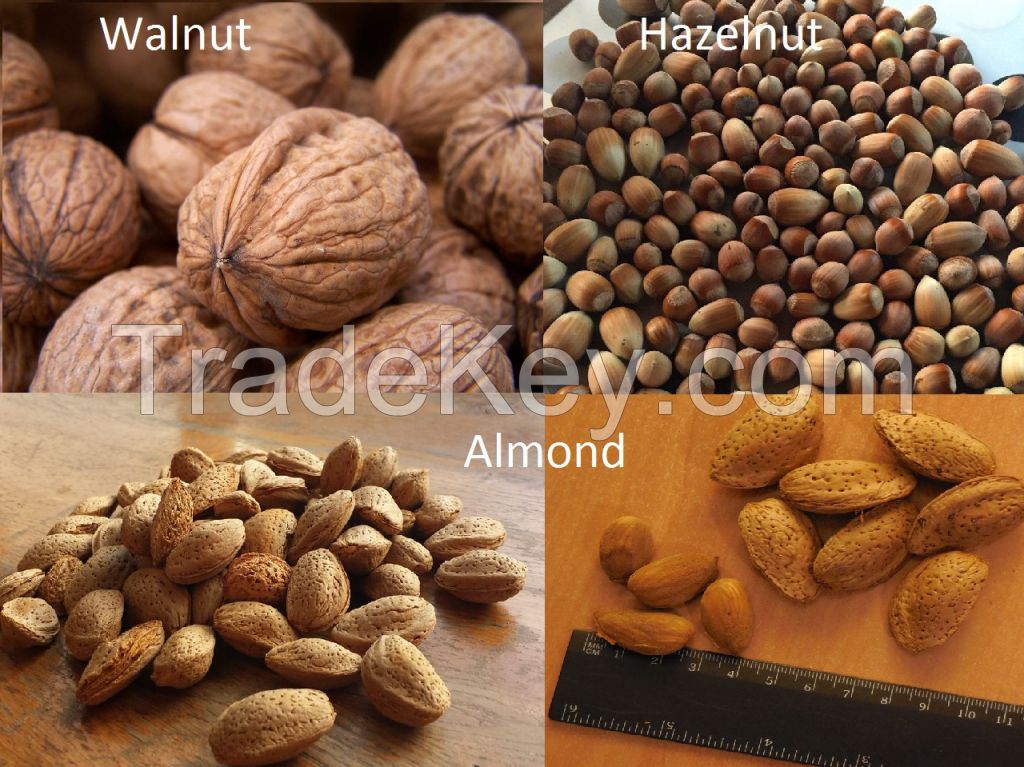 Walnut