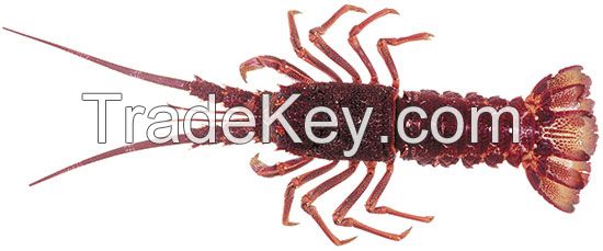 Rock Lobster (Panulirus Ornatus)