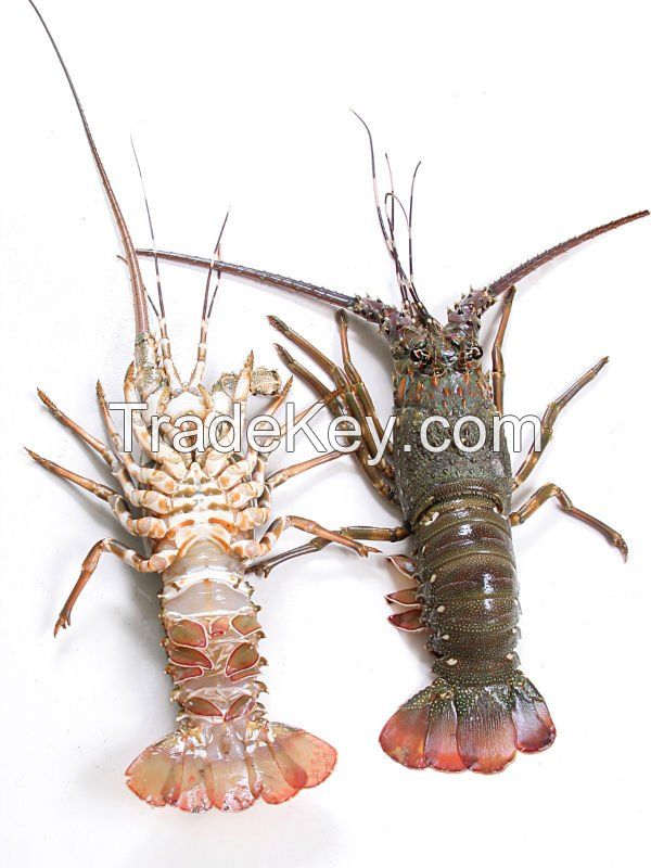 Spiny Lobster (Panulirus Polybhagus)