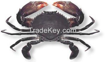 Mud Crab  (Scylla Serrata)