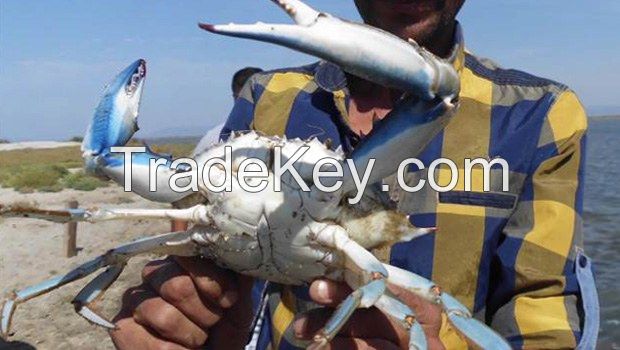 Blue Crab ( Callinectes sapidus ) DELICIOUS...