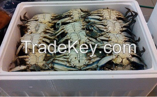 Blue Crab ( Callinectes sapidus ) DELICIOUS...