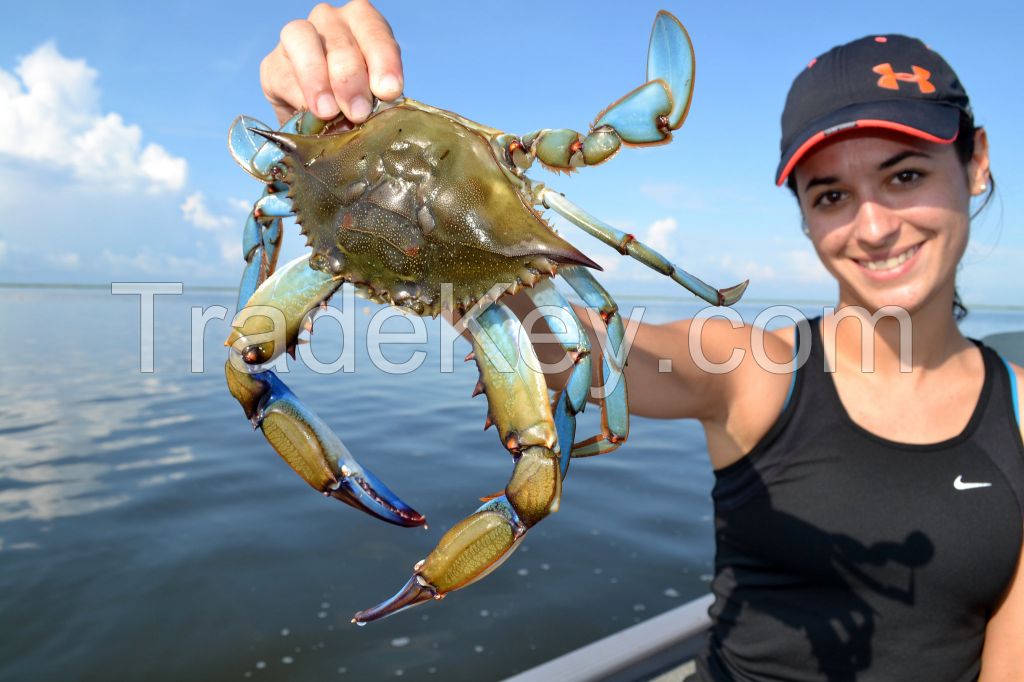 Blue Crab ( Callinectes sapidus ) DELICIOUS...