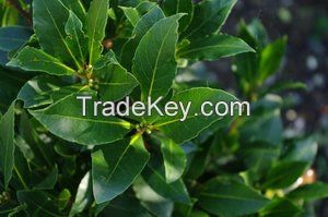 Laurel (Bay) Leaf - Laurus Nobilis