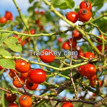 Rosehip - Rosa Canina