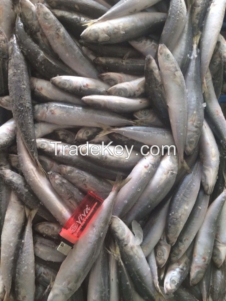 Pacific Mackerel Whole round