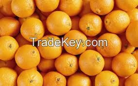 Fresh Oranges For Sale 