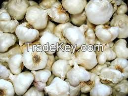 Fresh Garlic For Sale 