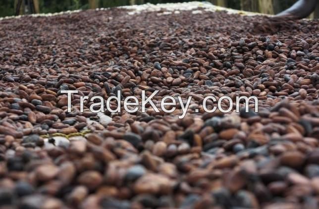 Dried Fermented cocoa beans