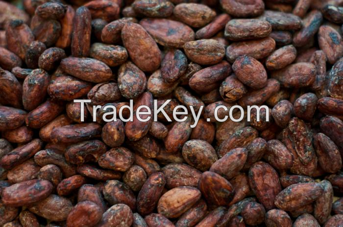 Dried Fermented cocoa beans
