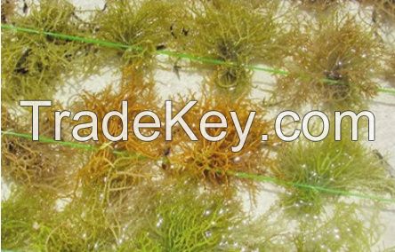 Dried Seaweed (Eucheuma cottonii)