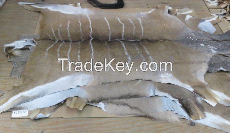 Grade A+ Dry and Wet Salted Donkey/Goat Skin /Wet Salted Cow Hides, Sea Horse Skin, Snake Skin, Ostrich, Seahorse skin, stingray skin crocodile Skin